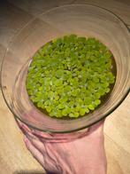 portie Mosselplant 3€ - drijfplant - lange wortel, Dieren en Toebehoren, Ophalen