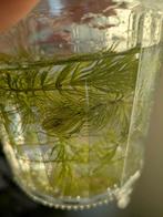 Grof hoornblad, Dieren en Toebehoren, Ophalen