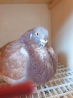 Lot duiven, Animaux & Accessoires, Oiseaux | Pigeons, Plusieurs animaux, Autres espèces