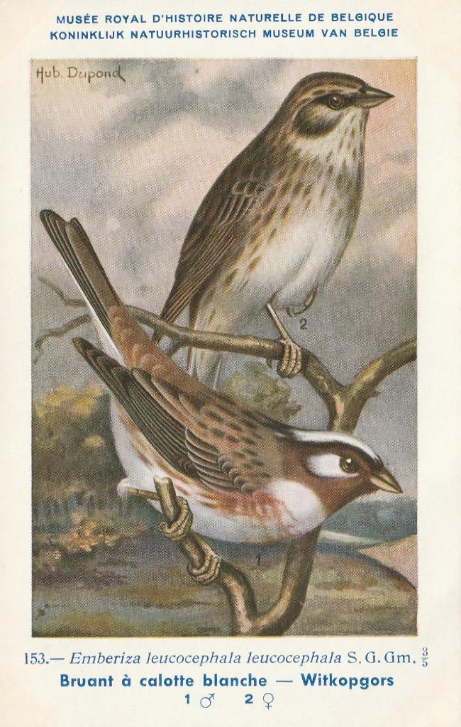 WITKOPGORS, Verzamelen, Postkaarten | Dieren, Verzenden, Ongelopen, Vogel