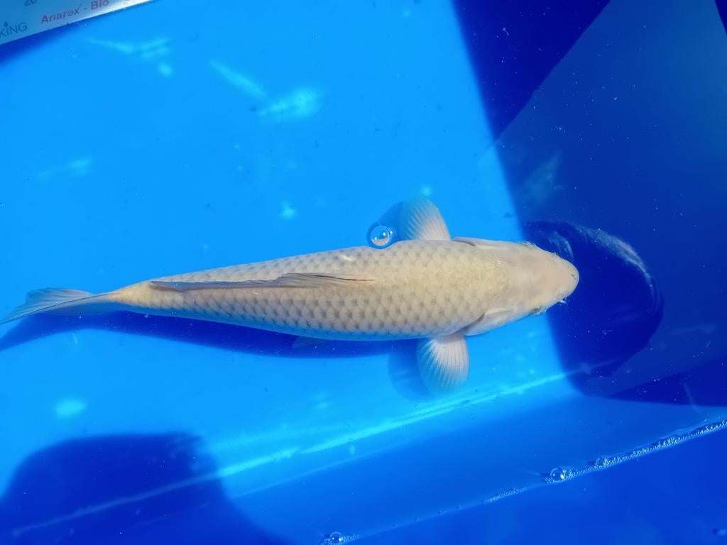 Chagoi, Dieren en Toebehoren, Vissen | Vijvervissen, Karper of Koi