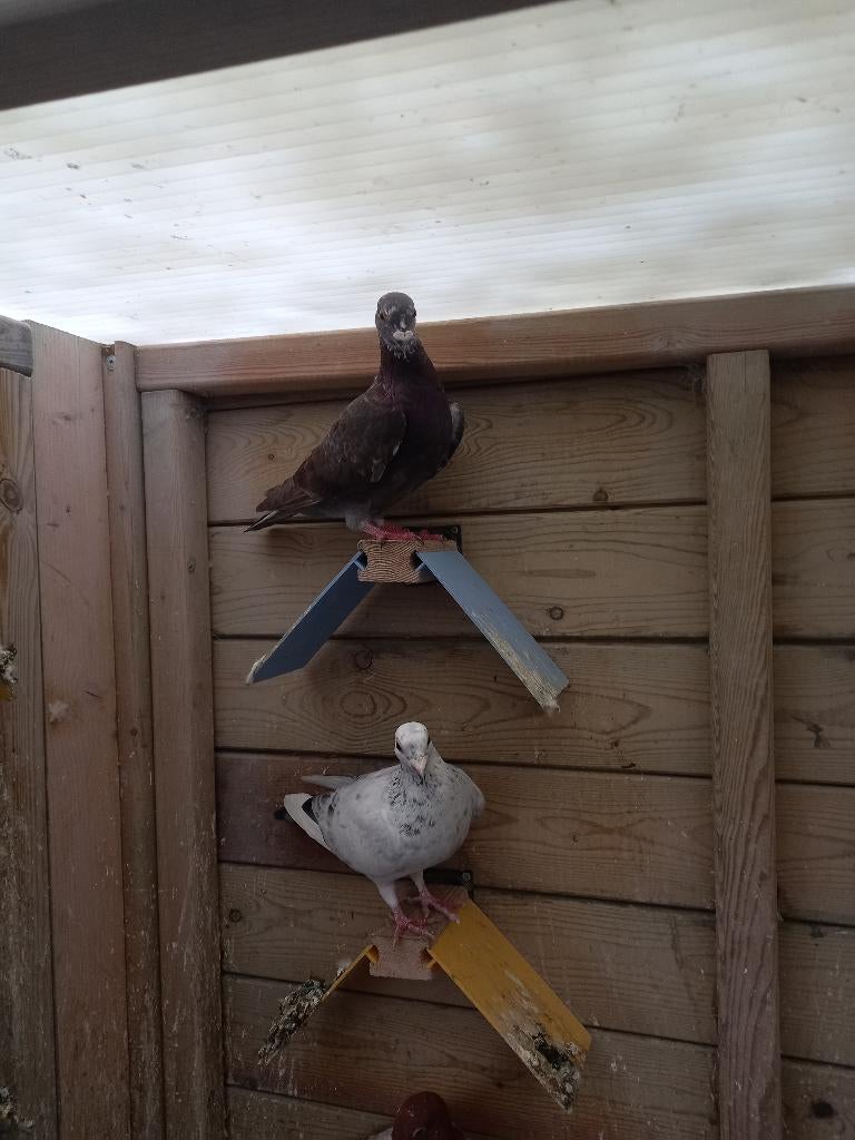 Kleurpostduif, Geslacht onbekend, Postduif