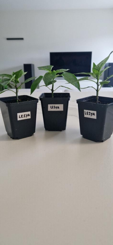 Paprika "Lesya" (plant), Tuin en Terras, Planten | Tuinplanten, Eenjarig, Groenteplanten, Volle zon, Zomer, Ophalen of Verzenden