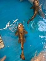 45 cm ghost koi, Dieren en Toebehoren, Karper of Koi