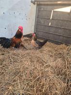 Brabants hoen kwartel kuikens halfwas