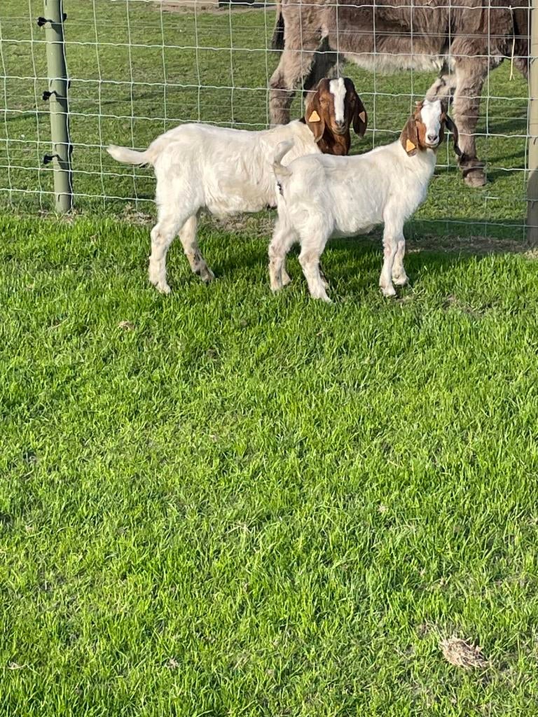 Boeregeit, Dieren en Toebehoren