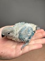 Jonge hadtamme agapornis roseicollis (geringd), Dieren en Toebehoren, Geslacht onbekend, Dwergpapegaai of Agapornis, Geringd