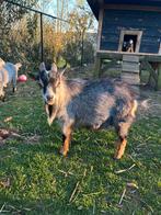 Mini Blauwschimmel Tan dekbok, Dieren en Toebehoren
