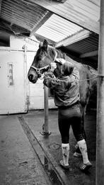 Opzoek!!, Animaux & Accessoires, Chevaux, Jument