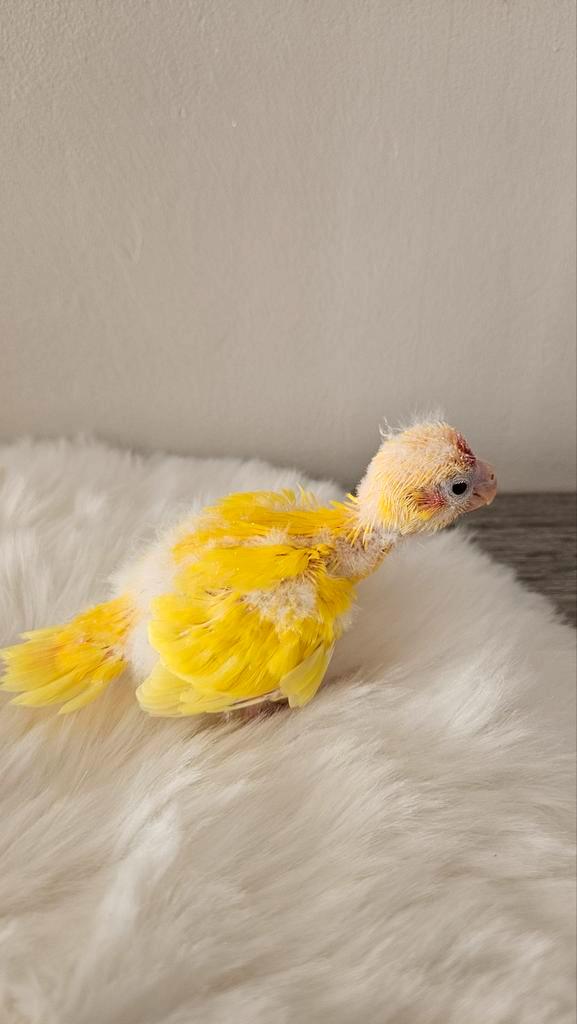 Jonge handtamme kakariki, Dieren en Toebehoren, Vogels | Parkieten en Papegaaien