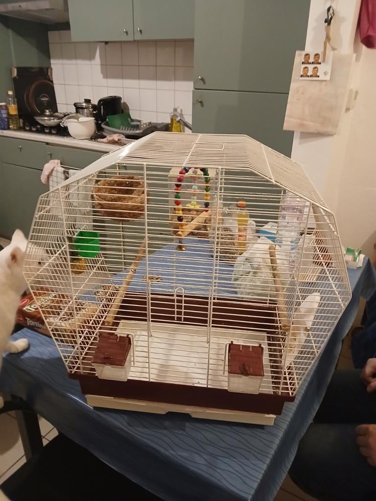 Vogel kooi te koop, Dieren en Toebehoren, Vogels | Hokken en Kooien, Ophalen, Vogelkooi