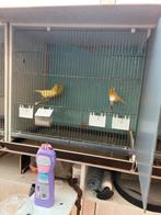 Kanaries , 5 poppen en 1 man, Dieren en Toebehoren, Vogels | Kanaries, Meerdere dieren, Kleurkanarie