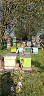 12 bijen kisten 11 te betalen 1 gratis, Bijen