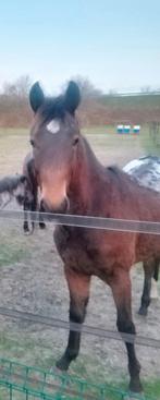 Appaloosa, Animaux & Accessoires, Chevaux, Vermifugé, Moins de 160 cm, Étalon, 0 à 2 ans