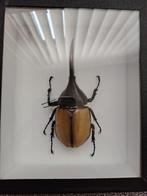 Kever taxidermie, Ophalen, Zo goed als nieuw, Insect, Opgezet dier