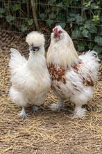 Broedeieren zijdehoen