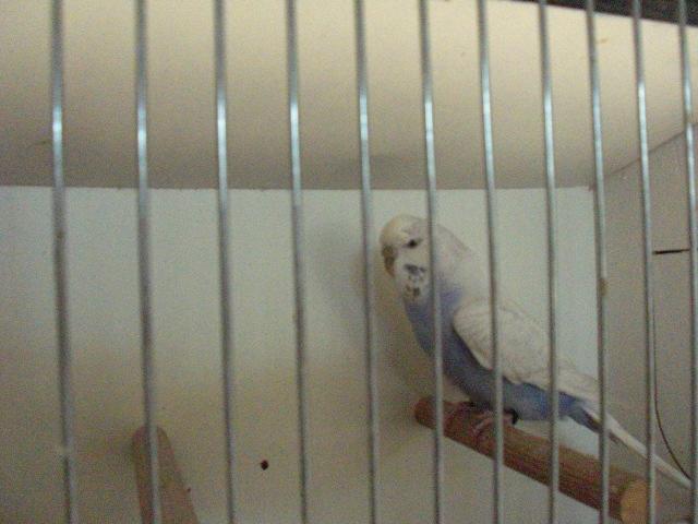 GRASPARKIET, Dieren en Toebehoren, Parkiet, Geringd