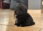 Pomeriaan/ dwergkees pup type bear face ras zuiver, Animaux & Accessoires, Loulou, Hépatite contagieuse (maladie de Rubarth), Chienne