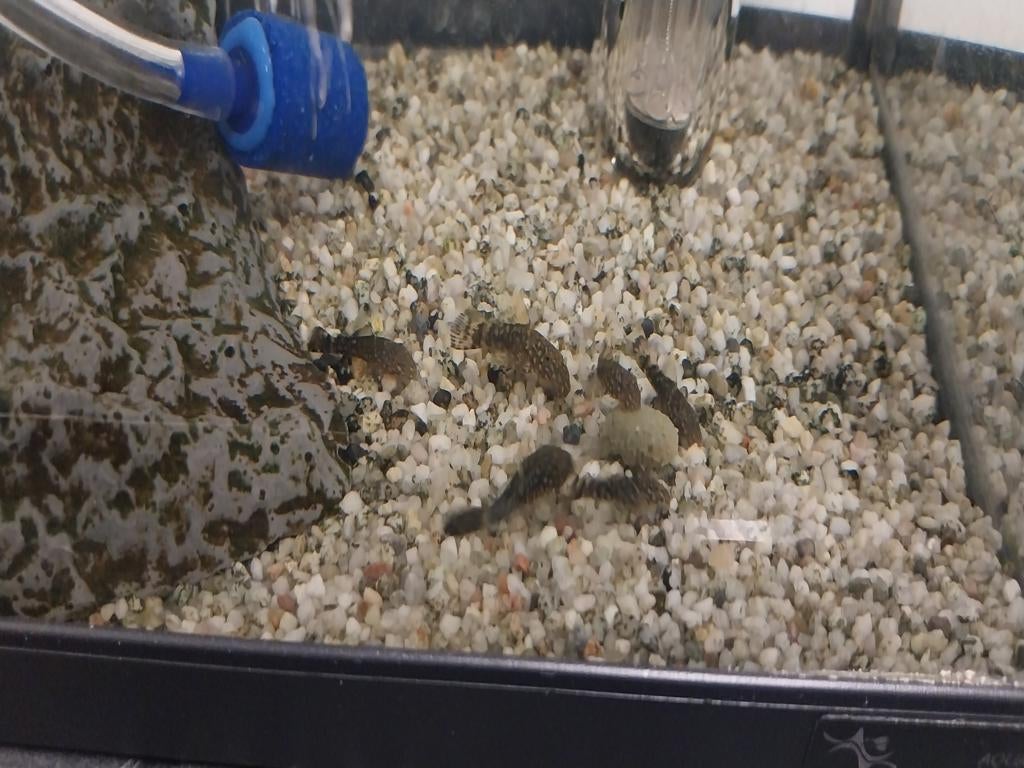 Jonge ancistrussen (algeneter), Animaux & Accessoires, Poissons | Poissons d'aquarium