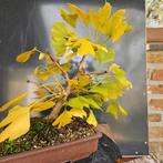 Ginkgo marcottage voor Bonsai, Tuin en Terras, Ophalen, In pot