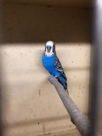 Top tentoonstellings kleurgrasparkieten, Animaux & Accessoires, Plusieurs animaux, Perruche, Bagué