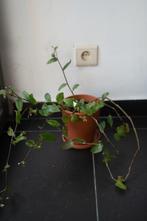 Groene ellende, hangende kamerplant, nieuwe pot, Huis en Inrichting, Kamerplanten, Overige soorten, Minder dan 100 cm, In pot