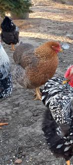 Bielefelder hen | kip kippen hen hennen, Dieren en Toebehoren, Kip