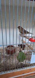 Barmsijs, Geslacht onbekend, Wildzangvogel, Geringd