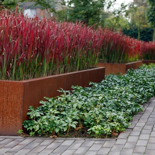 Imperata 'Red baron' of bloedgras, Jardin & Terrasse, Plantes | Jardin, Plante fixe, Graminées ornementales, Automne, Enlèvement