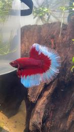 Mannelijke halfmoon betta, Dieren en Toebehoren