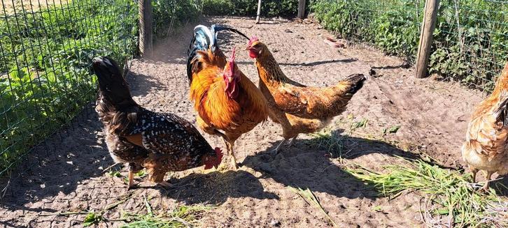 Zweedse bloemenkip, Dieren en Toebehoren, Pluimvee, Kip