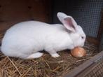 Vleeskonijnen te koop, 2 moeren, Dieren en Toebehoren, Konijnen
