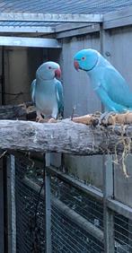 Koppel Halsbandparkieten, Dieren en Toebehoren, Vogels | Parkieten en Papegaaien