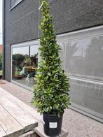 Laurus Nobilis piramide - Laurier, Ophalen, Halfschaduw