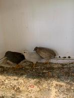 Chinese kwartels 2€, Dieren en Toebehoren, Vogels | Overige Vogels, Meerdere dieren