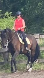 mooie sportmerrie te koop, Dieren en Toebehoren, Merrie, Met stamboom, M, 170 tot 175 cm