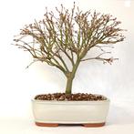 Japanse esdoorn 'Kiyohime', Tuin en Terras, Bloeit niet, Minder dan 100 cm, Volle zon, In pot