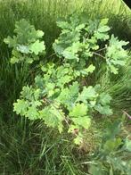 Verschillende kleine eiken/ eikenboompjes te koop, Tuin en Terras, Planten | Bomen, Ophalen, Bloeit niet, Halfschaduw, Overige soorten