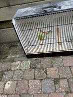 pastel/lutino roodrug, Dieren en Toebehoren, Geringd