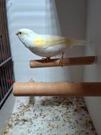 Geel mozaiek, Dieren en Toebehoren, Vogels | Kanaries