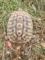 Griekse vrouwelijke schildpad, Dieren en Toebehoren, Schildpad, 11 jaar of ouder
