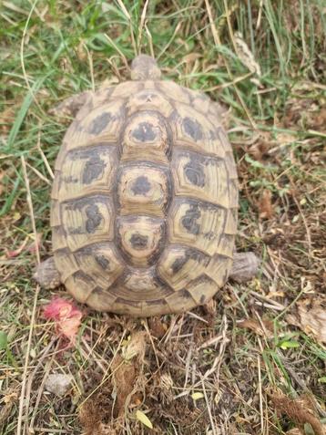 Griekse vrouwelijke schildpad beschikbaar voor biedingen