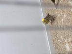 Lizard kanarie, Dieren en Toebehoren, Vogels | Overige Vogels