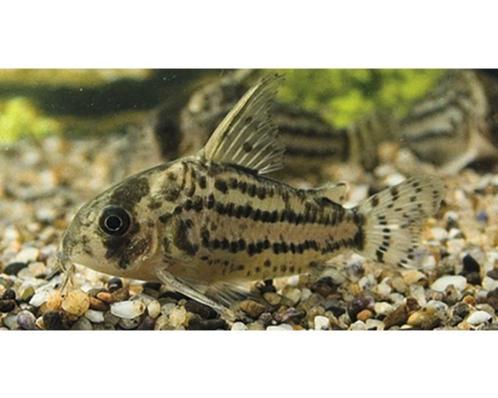 Hobbyaqaurium Corydoras Schwartzi XL, Dieren en Toebehoren, Vissen | Aquariumvissen, Zoetwatervis, Vis, Schoolvis