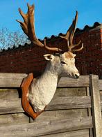 Taxidermie damhert opgezette, Antiek en Kunst, Ophalen of Verzenden
