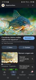 Corydoras, Dieren en Toebehoren, Vissen | Aquariumvissen