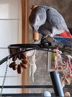 Grijze roodstaart spreekt heel goed, Dieren en Toebehoren, Mannelijk, Papegaai, Pratend