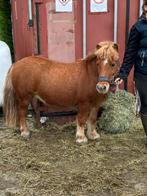 Zeer lieve Shetland pony, Dieren en Toebehoren, Gechipt, Ruin, Zadelmak, A pony (tot 1.17m)