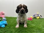 Engelse Cocker x Kooikerhondje pups, België, CDV (hondenziekte), 8 tot 15 weken, Meerdere