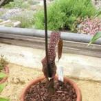Sauromatum venosum – Voodoolelie, Ophalen